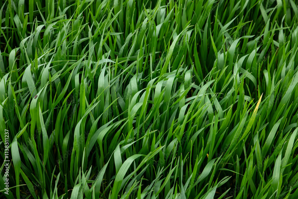 Field of green wheat in spring. Agriculture and farming. Wheat green sprout background. Field of green wheat in spring. Agriculture and farming. Wheat green sprout background.