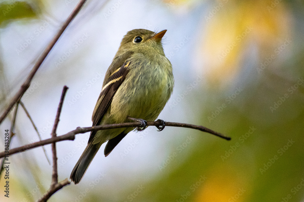 Yellow-bellied Flycatcher on a Branch Yellow-bellied Flycatcher on a Branch