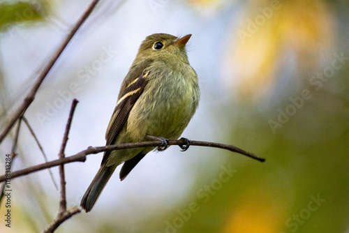 Cuadro en lienzo Yellow-bellied Flycatcher on a Branch