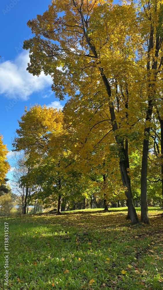 Naklejka premium Sunny day in park 