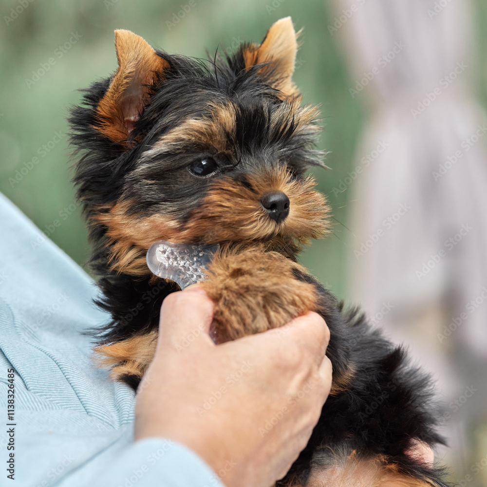Hand holds pup of cute Yorkshire terrier Hand holds pup of cute Yorkshire terrier