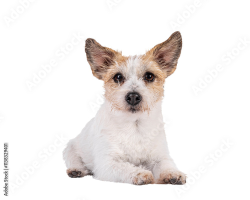 Smiling Jack Russel dog, laying down facing front. Looking towards camera. Mouth closed. Isolated cutout on a transparent background. photo