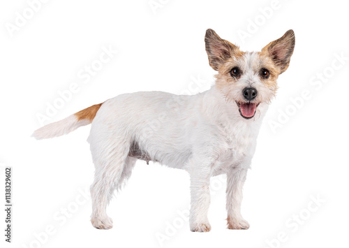 Slika na platnu Smiling Jack Russel dog, standing side ways