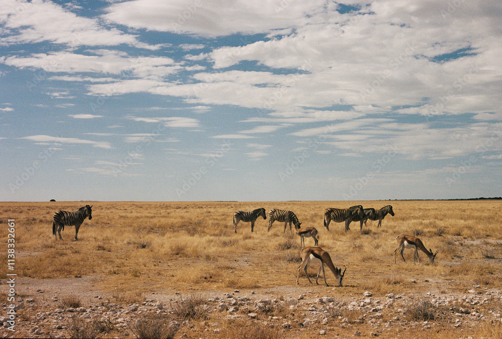 Zebra's and antelopes in Namibia, on safari in etosha park Zebra's and antelopes in Namibia, on safari in etosha park