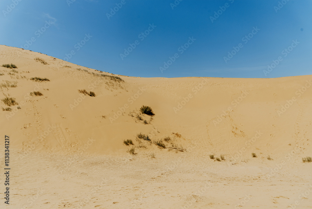 Desert landscape, sandy orange dunes, sunny wilderness Desert landscape, sandy orange dunes, sunny wilderness
