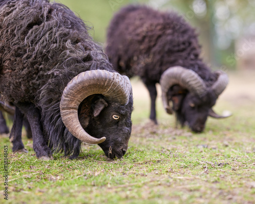Photography Two brown male ouessant sheep graze on meadow