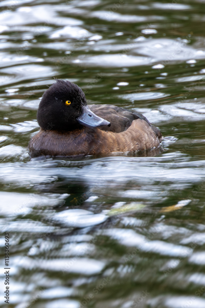 Male Tufted Duck (Aythya fuligula), often found in freshwater lakes, Phoenix Park, Dublin