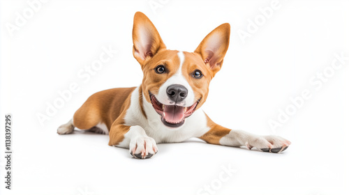 Adorable brown and white basenji dog smiling and giving a high five isolated on white