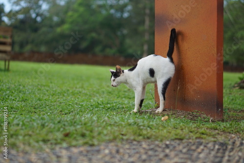 an adult black and white male domestic cat is peeing on the wall in the garden