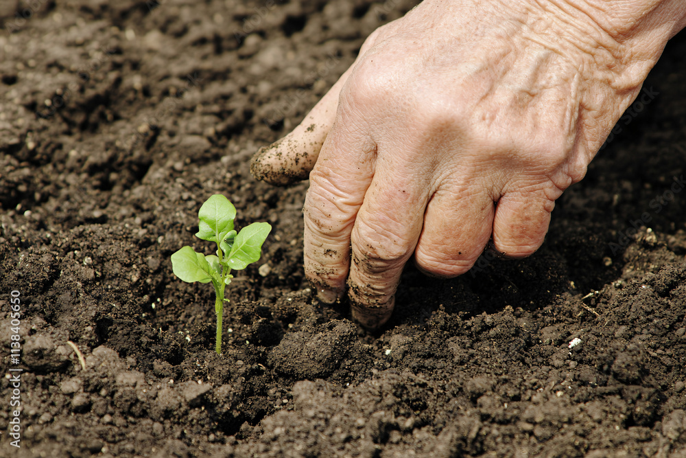 A farmer's hand gently planting a young seedling in rich soil, symbolizing growth and nurturing of nature A farmer's hand gently planting a young seedling in rich soil, symbolizing growth and nurturing of nature