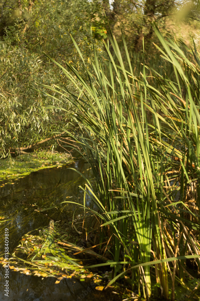 Tranquil Lakeshore with Lush Vegetation Tranquil Lakeshore with Lush Vegetation