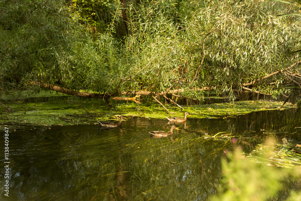 Fototapeta premium Tranquil Lakeshore with Lush Vegetation