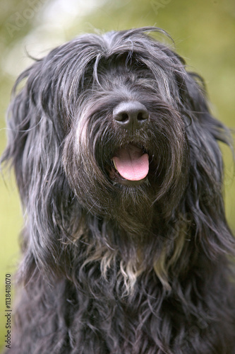 Berger polonais - Nizinny photo