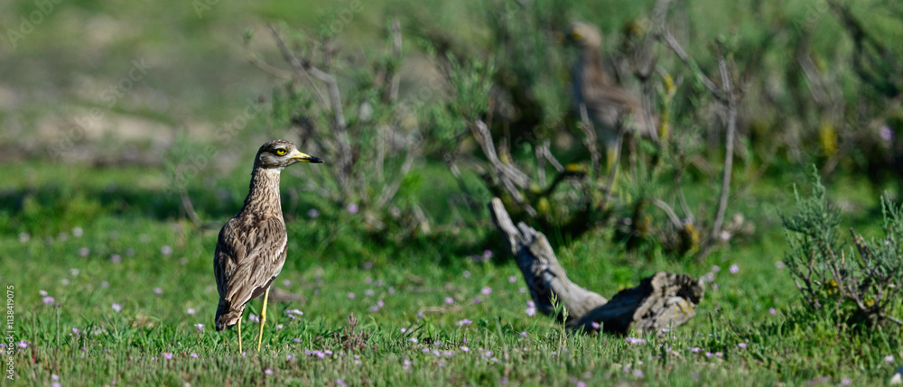 Triel // Eurasian stone-curlew (Burhinus oedicnemus) Triel // Eurasian stone-curlew (Burhinus oedicnemus)