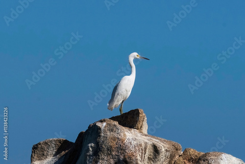 Heron on the rock under blue sky