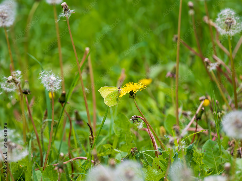 Brimstone Butterfly Feeding on a Dandelion Brimstone Butterfly Feeding on a Dandelion