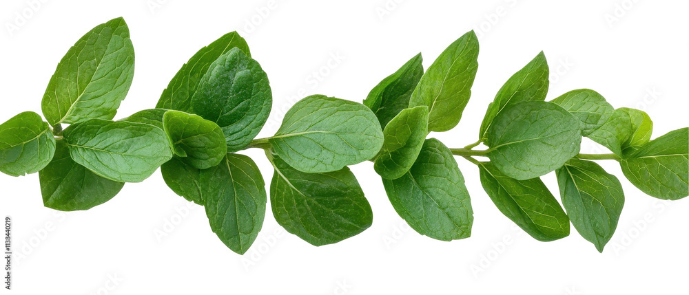 Fresh green leaves on a natural backdrop. transparent background Fresh green leaves on a natural backdrop. transparent background