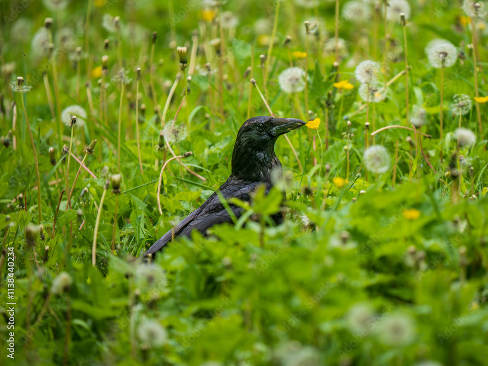 Obraz premium Crow Searching for Food in a Meadow