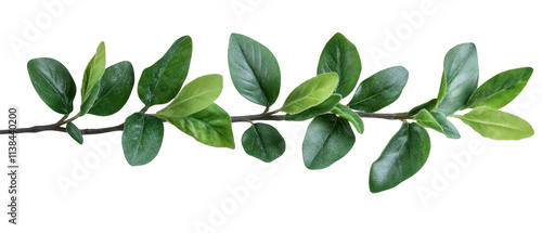 Fresh green leaves on a delicate branch. transparent background