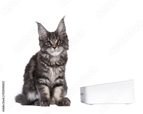 Sweet Maine Coon cat kitten, sitting up facing front beside white food bowl waiting. Looking straight to camera with cute grin. Isolated cutout on a transparent background. photo