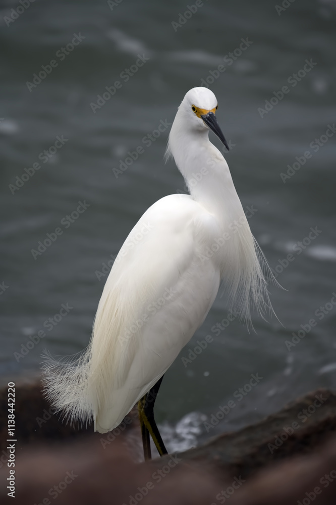 Snowy Egret on the Jetty, Texas Gulf Coast Snowy Egret on the Jetty, Texas Gulf Coast