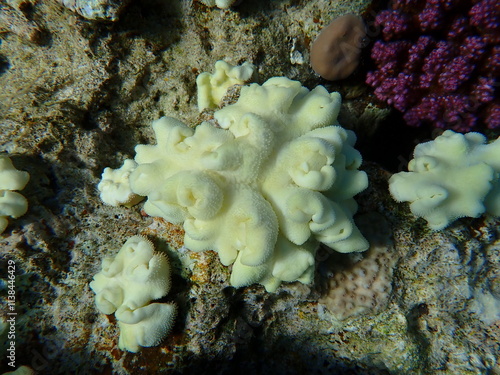 Yellow leather coral Sarcophyton elegans undersea, Red Sea, Egypt, Sharm El Sheikh, Montazah Bay photo