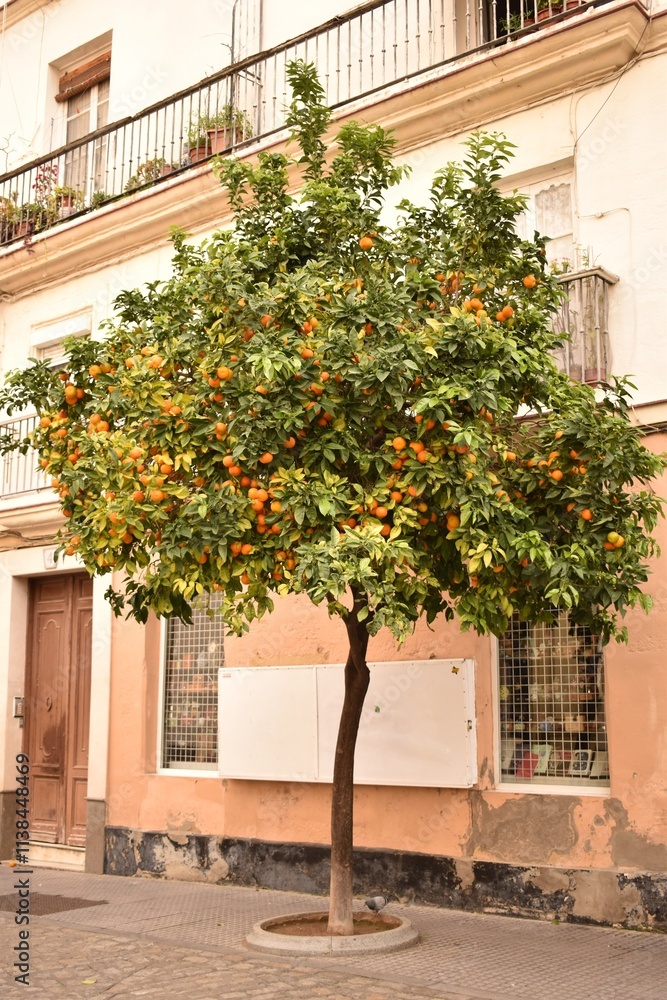 Naklejka premium Orange tree with ripe oranges on the city street