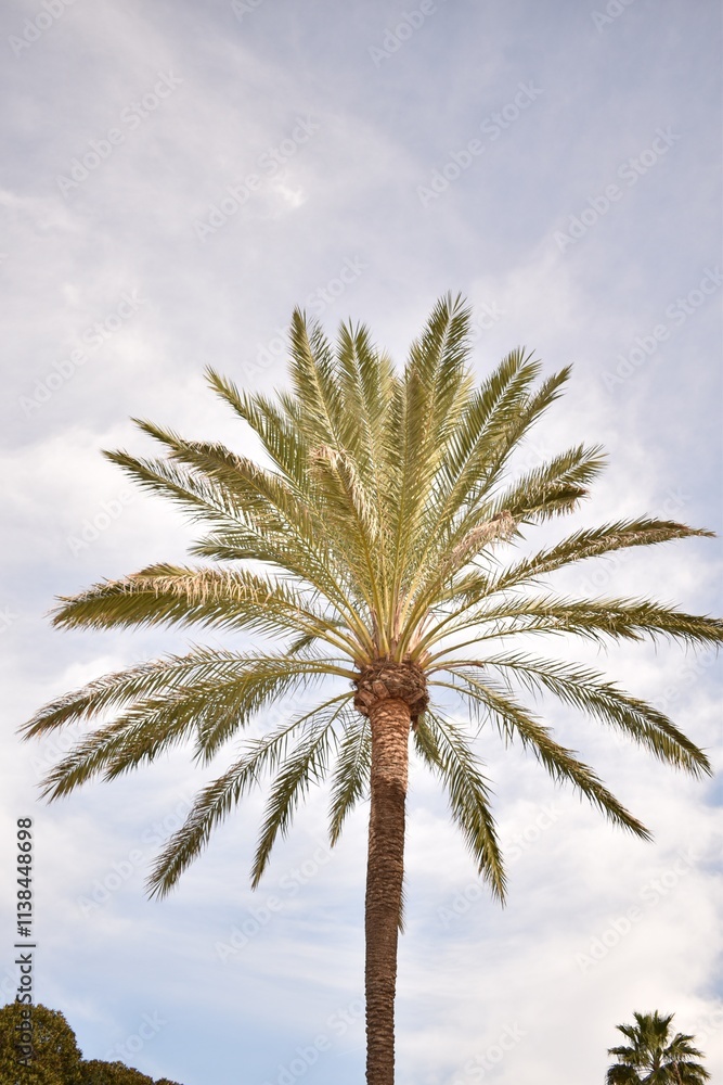 Obraz premium Palm tree against the sky during the day
