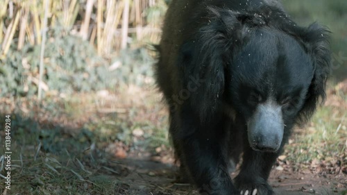 Close-up footage of an Indian sloth bear (Melursus ursinus) eating and showcasing its unique shaggy fur, long claws, and distinct behavior in its natural environment of forests and grasslands photo