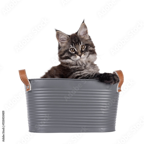 Majestic black tabby Maine Coon cat kitten, sitting in a metal tub with paws on edge. Looking towards camera. Isolated cutout on a transparent background. photo