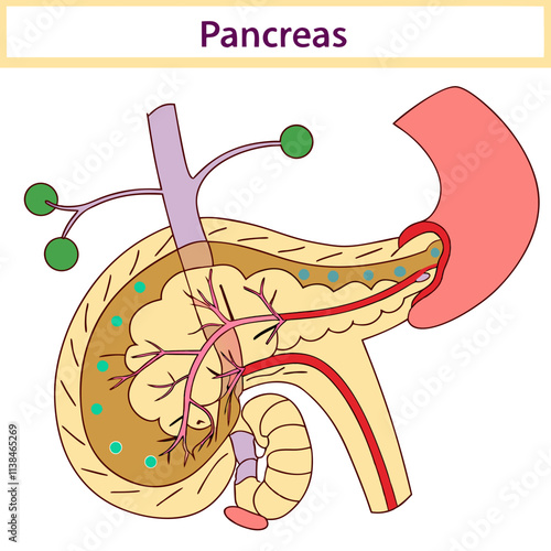 illustration of a pancreas