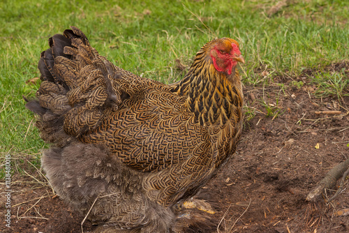 Brahma Henne, Hühnerrassen photo