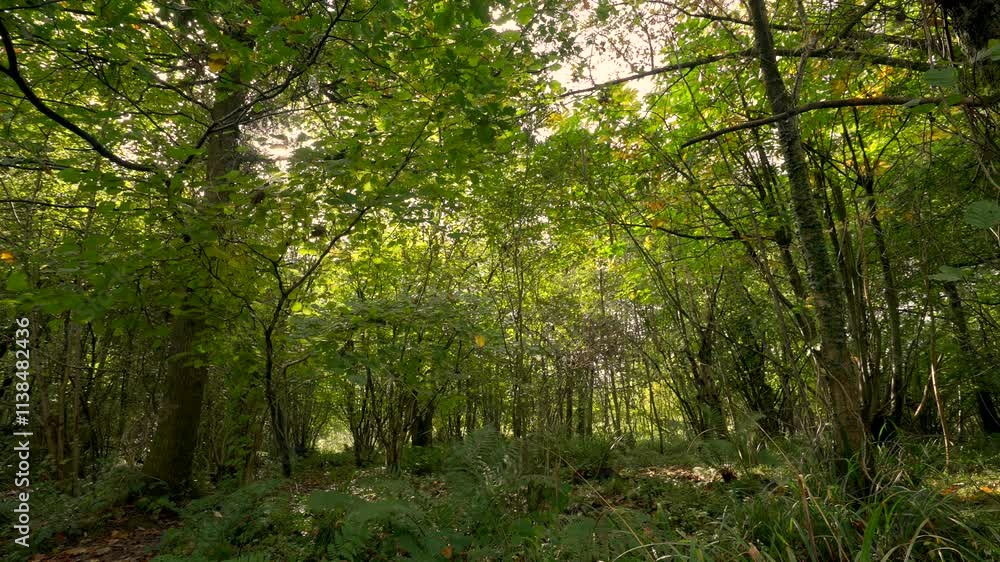 Early Signs of Autumn in the Woodland with Leaves Starting to Turn Yellow Early Signs of Autumn in the Woodland with Leaves Starting to Turn Yellow
