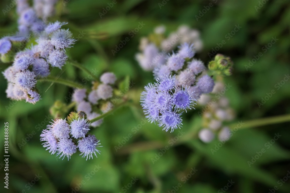 Close-Up of Vibrant Purple Ageratum Flowers Against a Green Natural Background Close-Up of Vibrant Purple Ageratum Flowers Against a Green Natural Background
