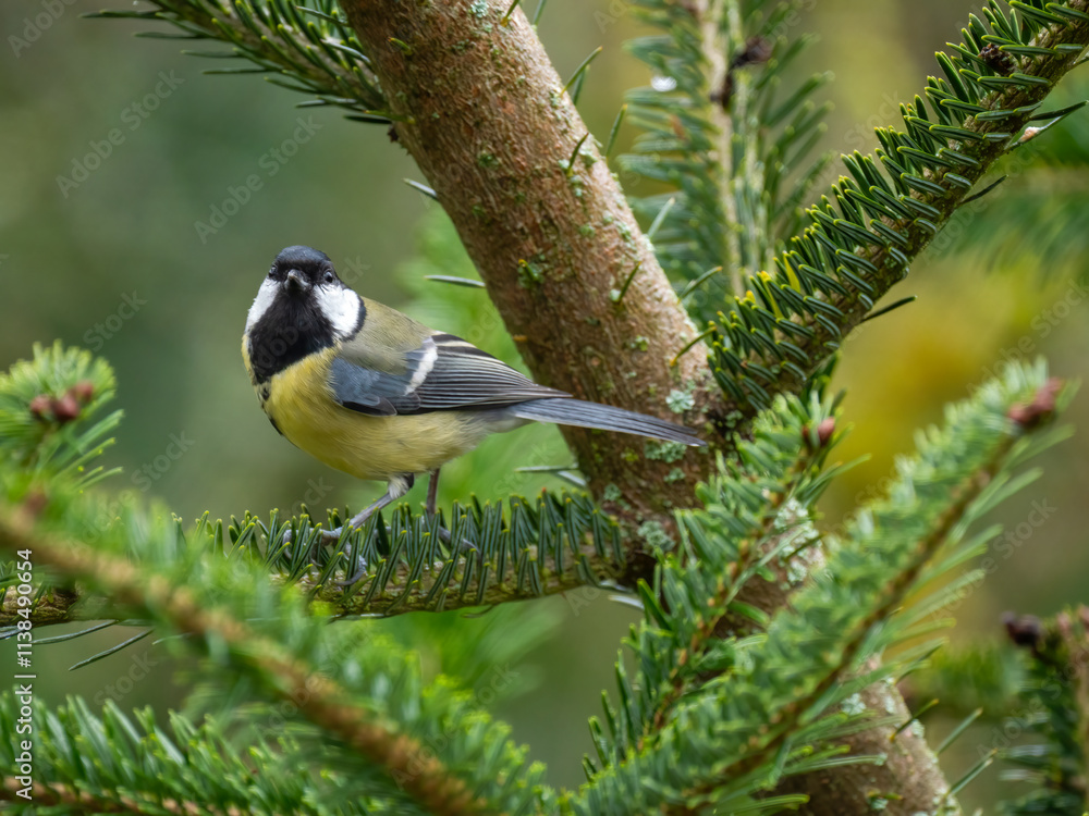 Blaumeise (Cyanistes caeruleu) Blaumeise (Cyanistes caeruleu)