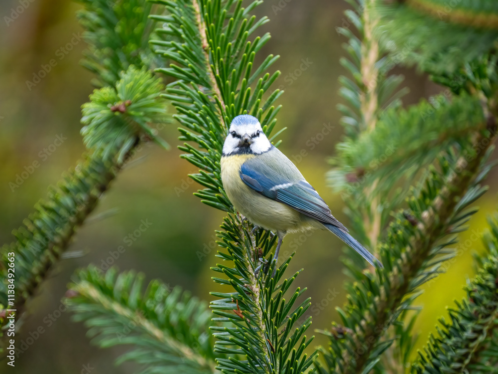 Obraz premium Blaumeise (Cyanistes caeruleu)