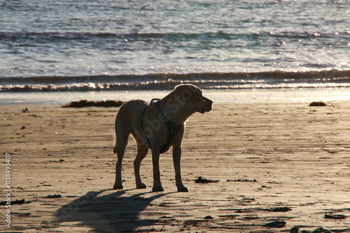 Hund am Strand