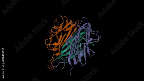 Structure of the trimeric globular domain of adiponectin. Animated 3D cartoon and molecular surface models isolated, PDB 6u66, chain id color scheme, black background photo