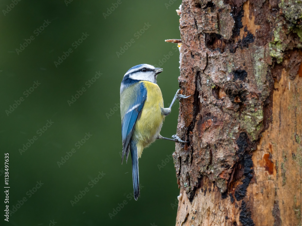 Obraz premium Blaumeise&nbsp;(Cyanistes caeruleu)