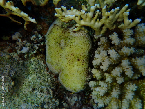 Lesser star coral (Goniastrea edwardsi) undersea, Red Sea, Egypt, Sharm El Sheikh, Montazah Bay photo