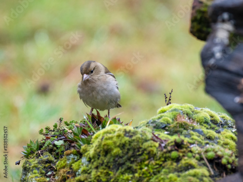 Buchfink (Fringilla coelebs) photo