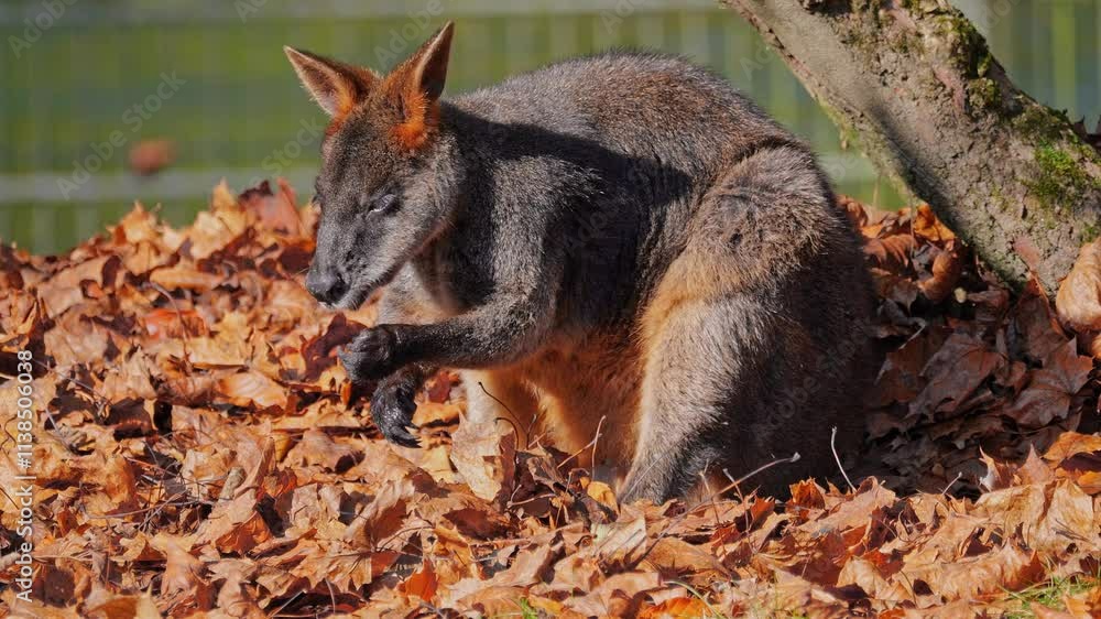 Swamp Wallaby, Wallabia bicolor, is one of the smaller kangaroos. This wallaby is also commonly known as the black wallaby Swamp Wallaby, Wallabia bicolor, is one of the smaller kangaroos. This wallaby is also commonly known as the black wallaby