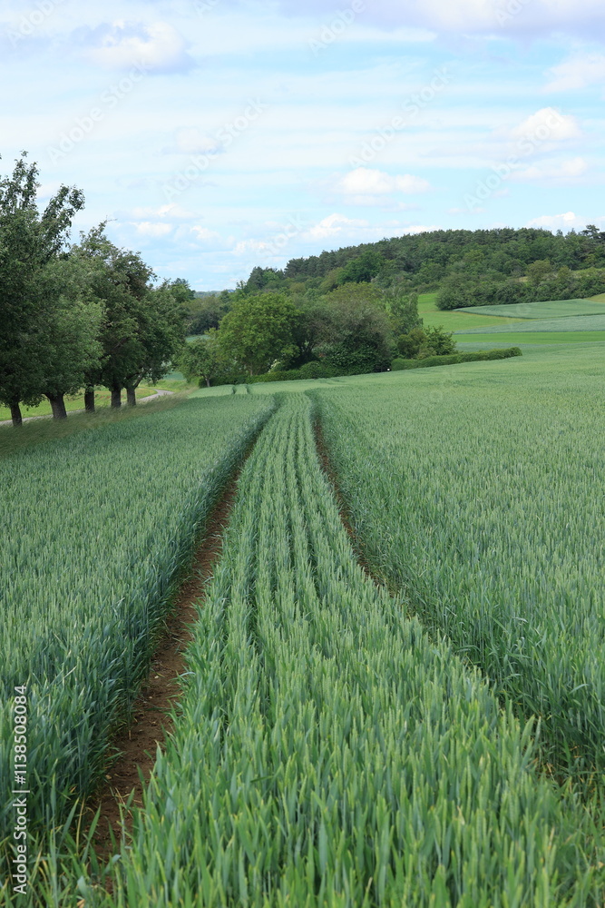 Fototapeta premium blick über ein feld das mit Getreide angepflanzt ist