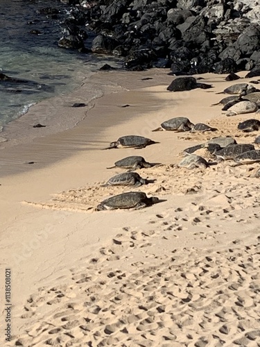 see turtles on the beach