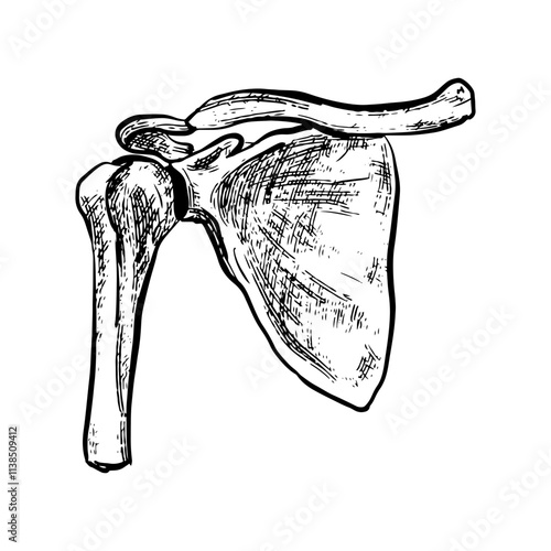 Illustration of an Human Shoulder Joint Bones Anatomy Handdrawn
