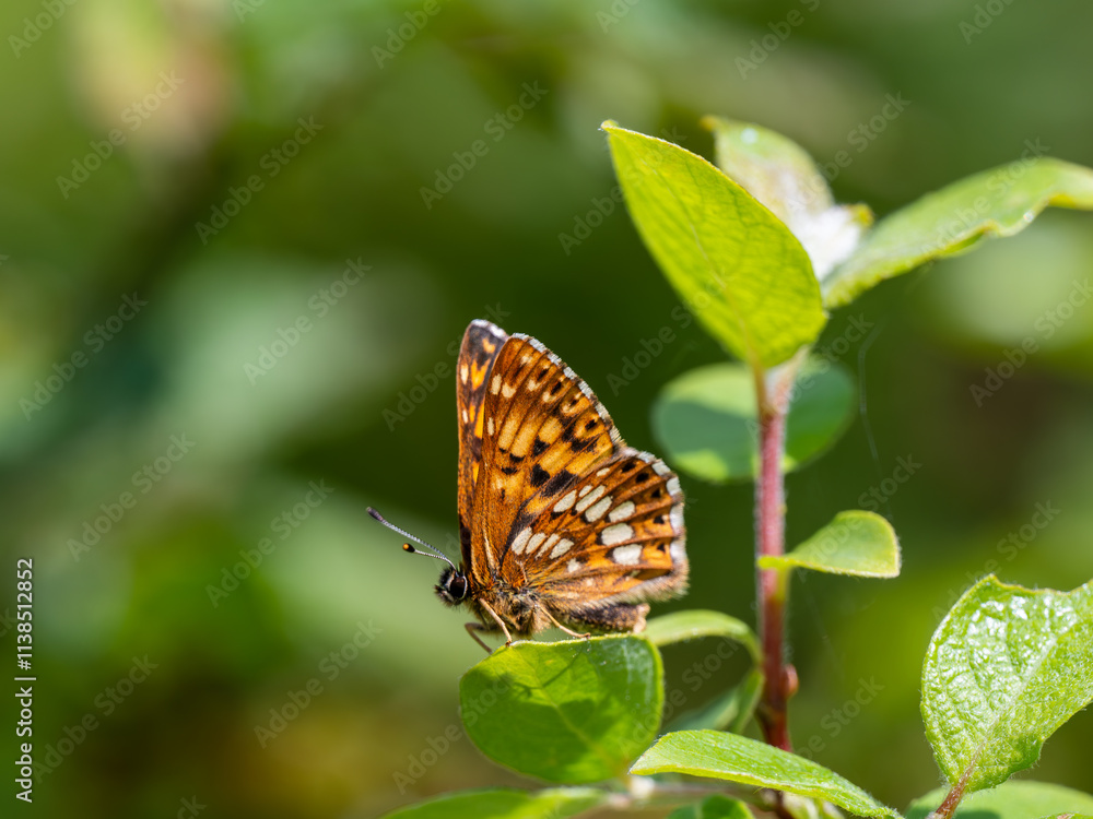 Duke of Burgundy Butterfly Resting. Side View. Duke of Burgundy Butterfly Resting. Side View.