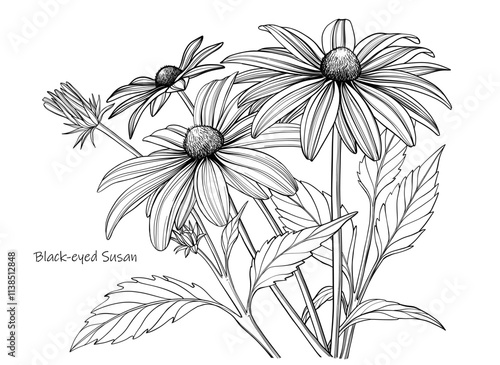 Vector Black-eyed Susan flowers, outline floral illustration, black and white botanical sketch on white background.