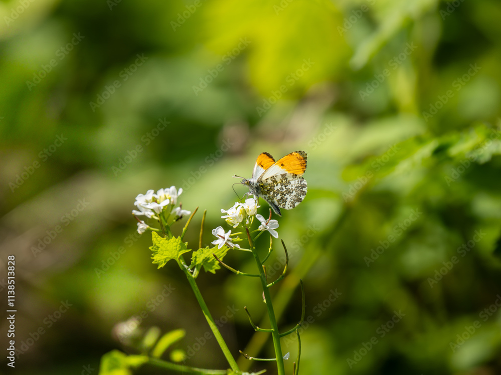 Orange-tip Butterfly Feeding on Garlic Mustard