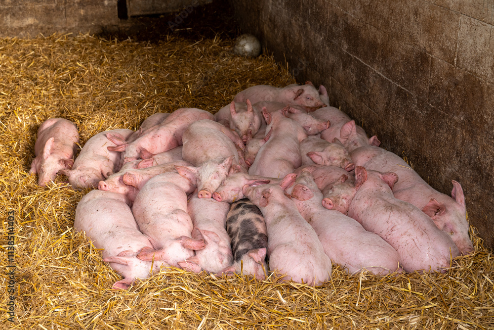Elevage de porcelets sur paille. Ferme qui pratique la vente directe de produits fermiers (charcuterie, produits laitiers...) Elevage de porcelets sur paille. Ferme qui pratique la vente directe de produits fermiers (charcuterie, produits laitiers...)