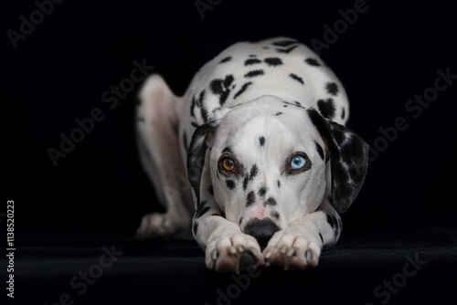 Wallpaper Mural Black and white dalmatian with Brown and blue eye, laying down with nose between paws on a black velvet floor and background Torontodigital.ca
